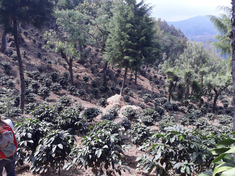 La Primera Emperador 87 - Mayan roasted Coffee