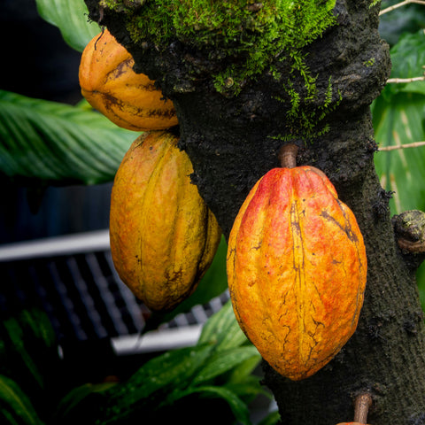 Maya Cosmos Criollo Kakaobohnen