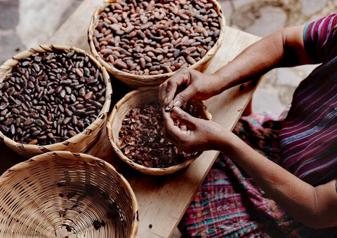 Maya Cosmos Kakao Criollo