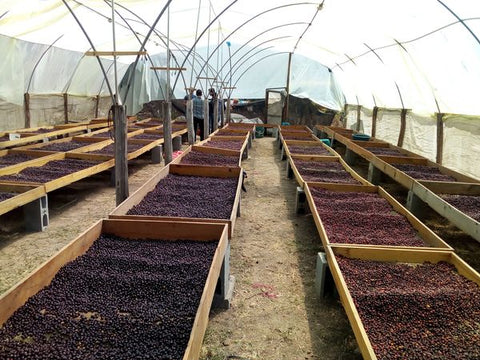 La Primera Premium Maragogype 87 - Mayan roasted Coffee