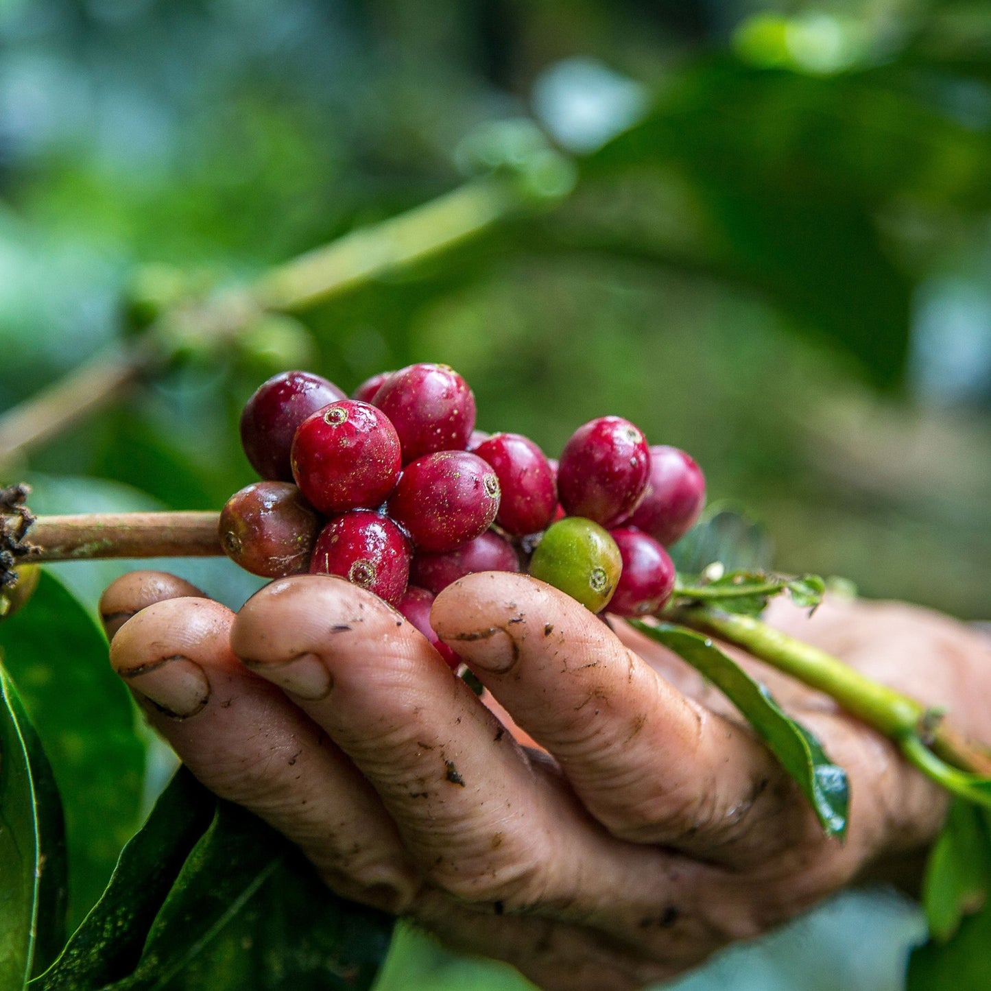 La Primera Taza 83 - Mayan roasted coffee