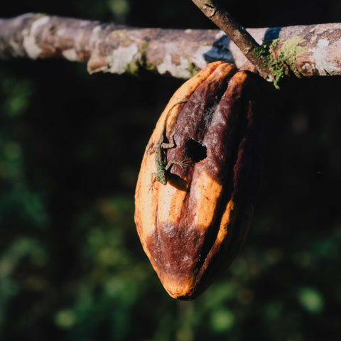 Almarte Zeremonie-Kakao 500g Dominikanische Republik