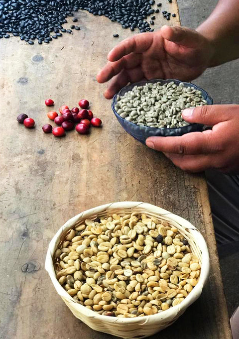 La Primera Familia 86 - ORGANIC Mayan roasted Coffee